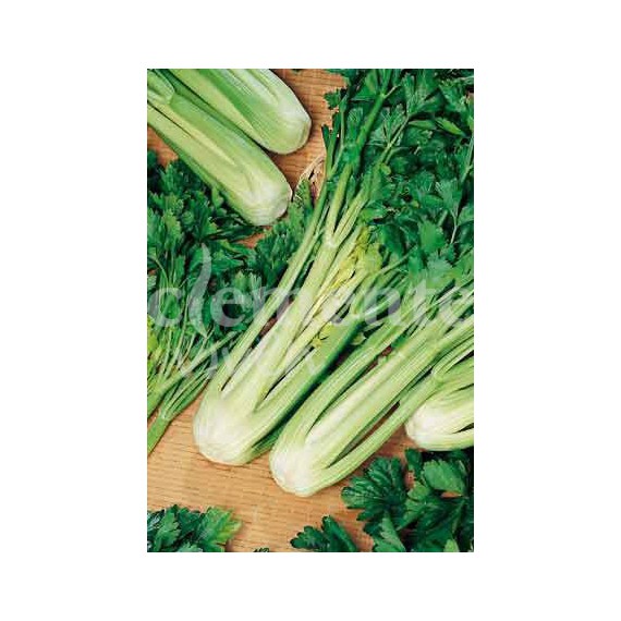 Semillas de Apio Lleno de Pascua