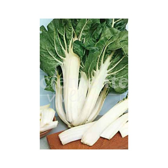 Semillas de Acelga Verde Penca Blanca