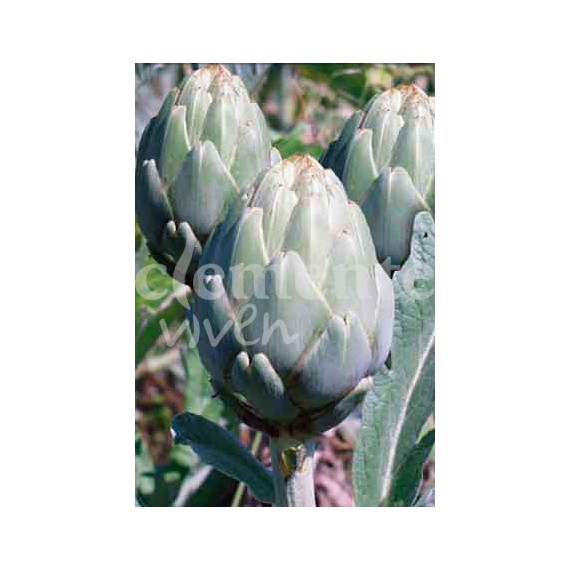 Semillas de Alcachofa Verde