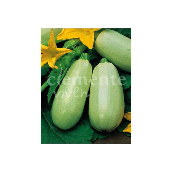 Semillas de Calabacín Blanco medio largo