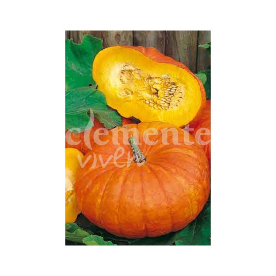 Semillas de Calabaza Forrajera Gigante