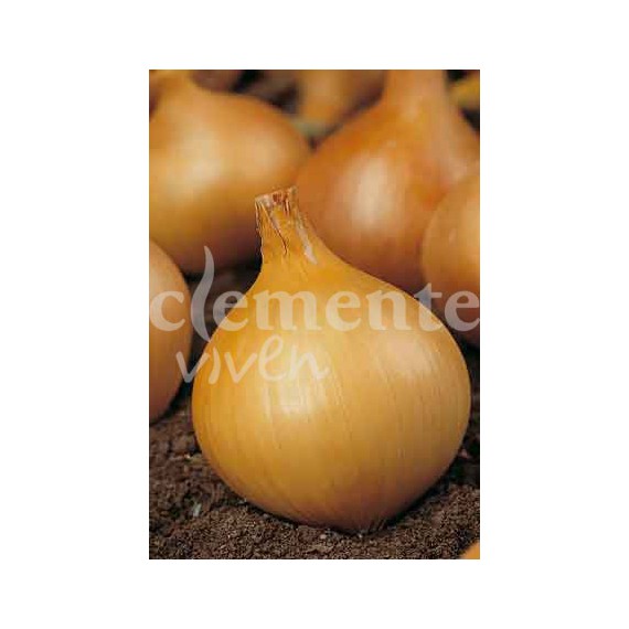 Semillas de Cebolla Amarilla Valenciana Tardía
