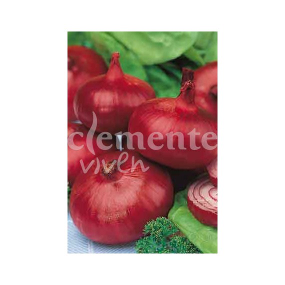 Semillas de Cebolla Roja de Zalla