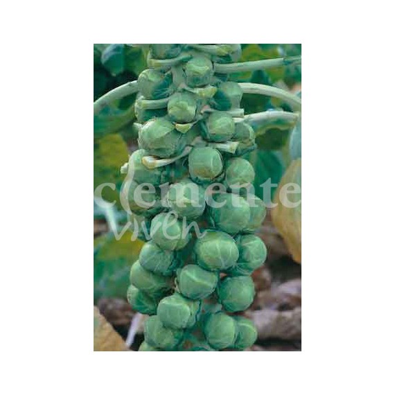 Semillas de Col de Bruselas