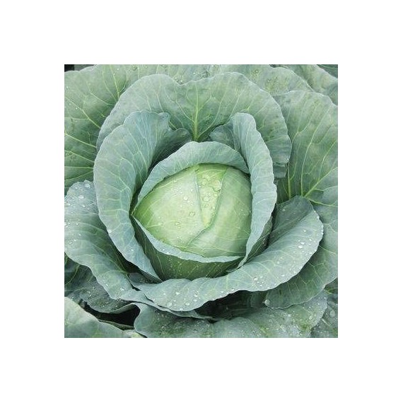 Semillas de Col Repollo Brunswick