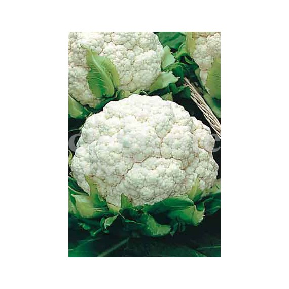 Semillas de Coliflor erturf