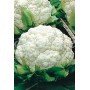 Semillas de Coliflor erturf