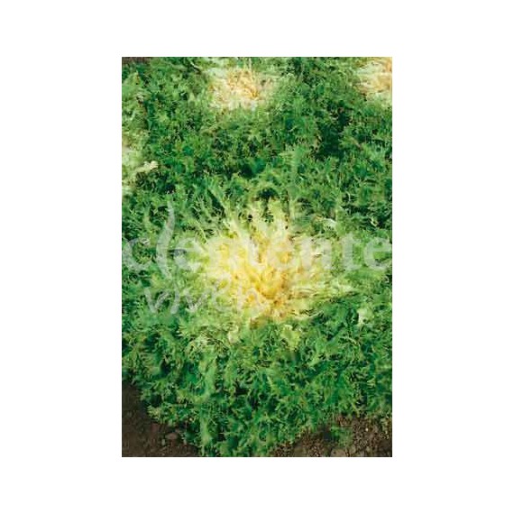 Semillas de Escarola Cabello de Ángel