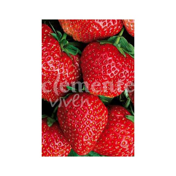 Semillas de Fresa Gigante Rosa