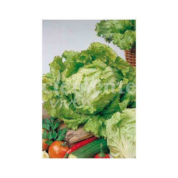 Semillas de Lechuga Batavia Amarilla de París