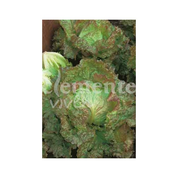 Semillas de Lechuga Maravilla de Verano