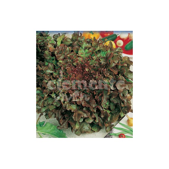 Semillas de Lechuga Hoja de Roble