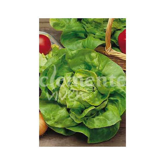 Semillas de Lechuga Reina de Mayo