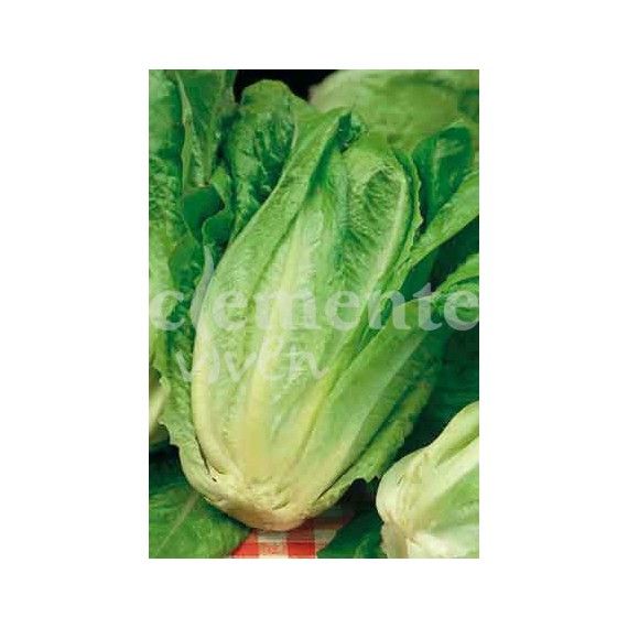 Semillas de Lechuga Romana Larga Rubia