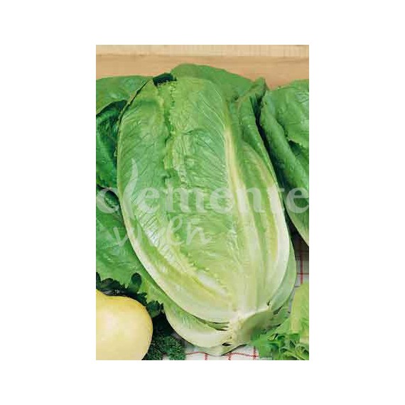Semillas de Lechuga Romana Larga Verde
