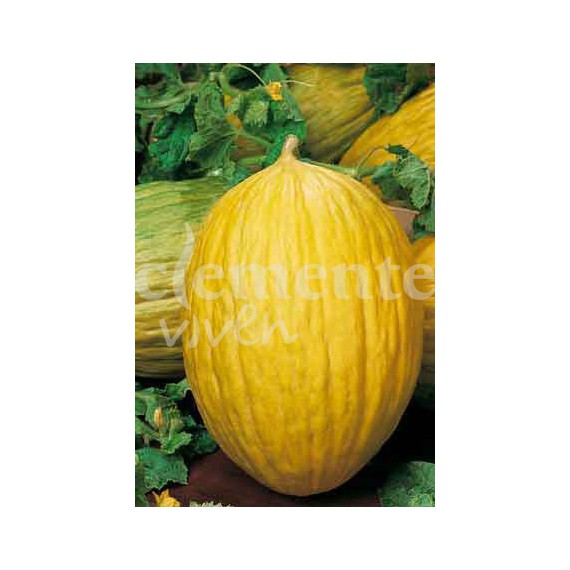 Semillas de Melón Amarillo Oro