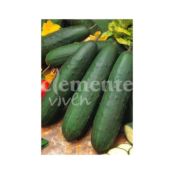 Semillas de Pepino Marketer