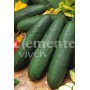 Semillas de Pepino Marketer