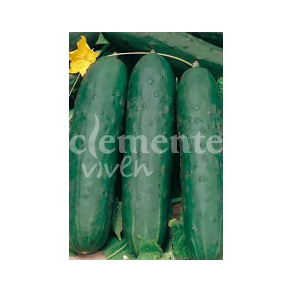 Semillas de Pepino Marketmore 7.0