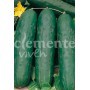 Semillas de Pepino Marketmore 7.0