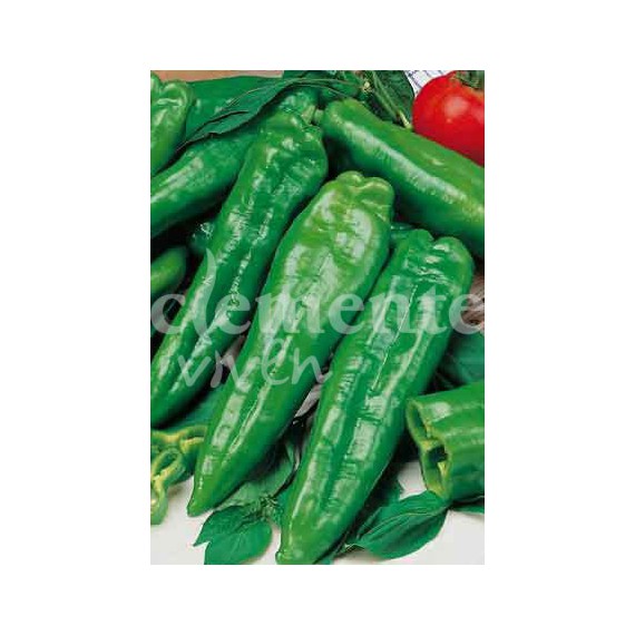 Semillas de Pimiento Dulce Italiano