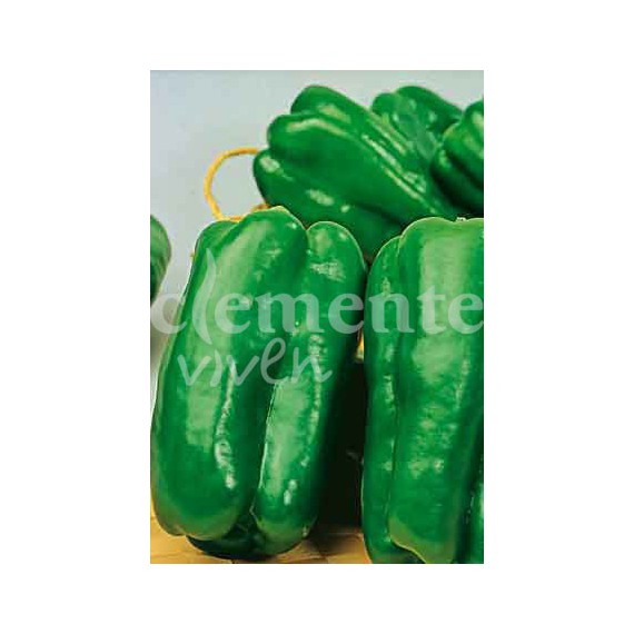 Semillas de Pimiento Morrón Grande de Plaza