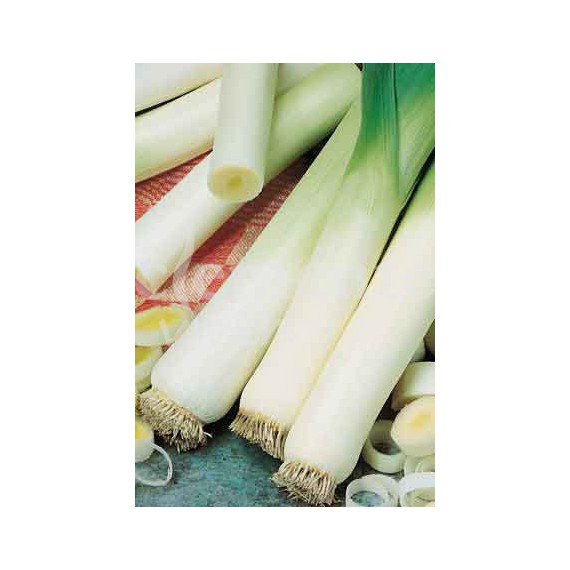 Semillas de Puerro Carentan 3