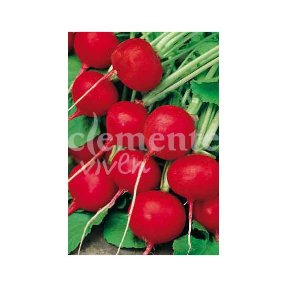 Semillas de rabanito Redondo Rojo