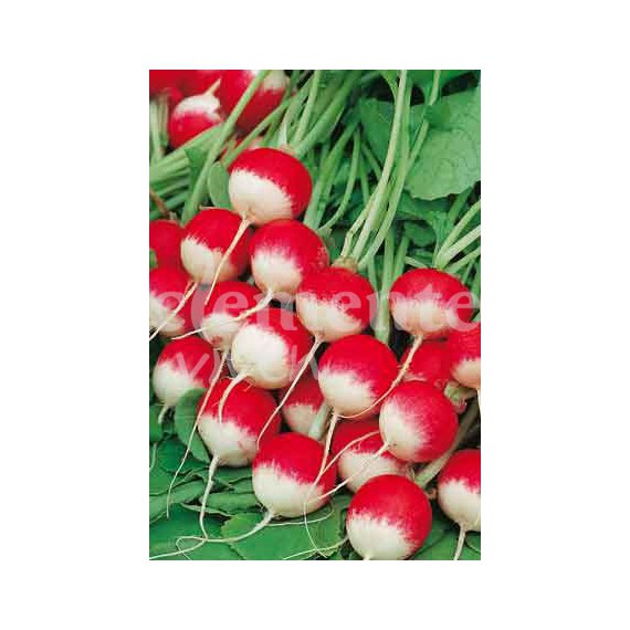 Semillas de Rabanito Redondo Rojo Punta Blanca