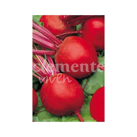 Semillas de Remolacha de Mesa Detroit