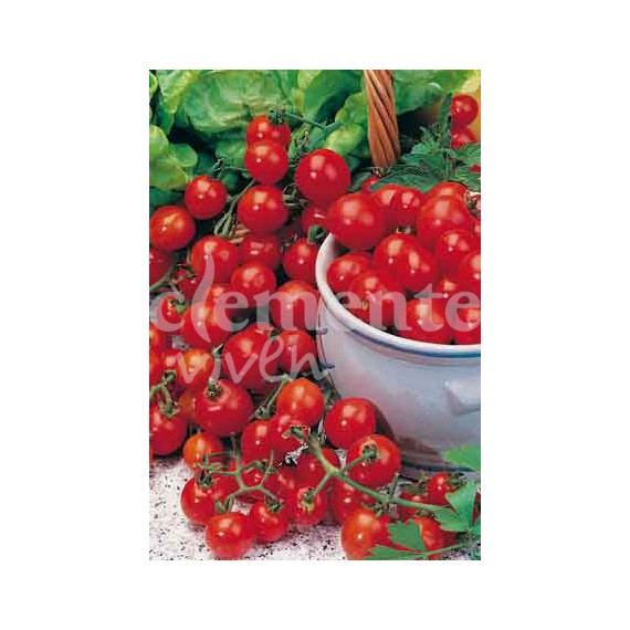 Semillas de Tomate Cereza (Red Cherry)