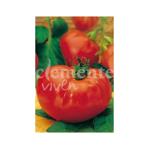 Semillas de Tomate Marmande Sel. RAF