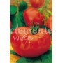 Semillas de Tomate Marmande Sel. RAF