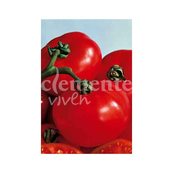 Semillas de Tomate Saint Pierre