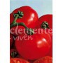 Semillas de Tomate Saint Pierre