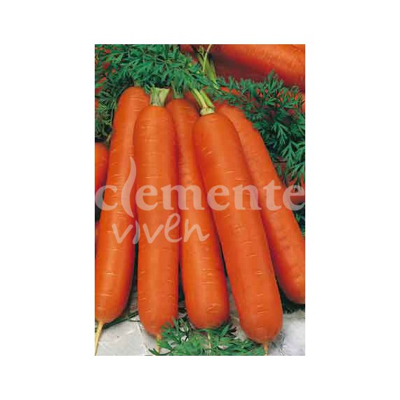 Semillas de Zanahoria Nantesa