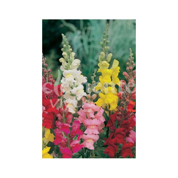 Semillas de Antirrino Variado