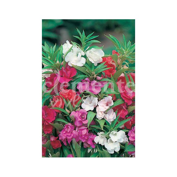 Semillas de Balsamina Variada