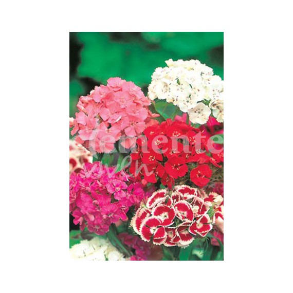Semillas de Clavel del Poeta Variado