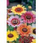 Semillas de Crisantemo Tricolor