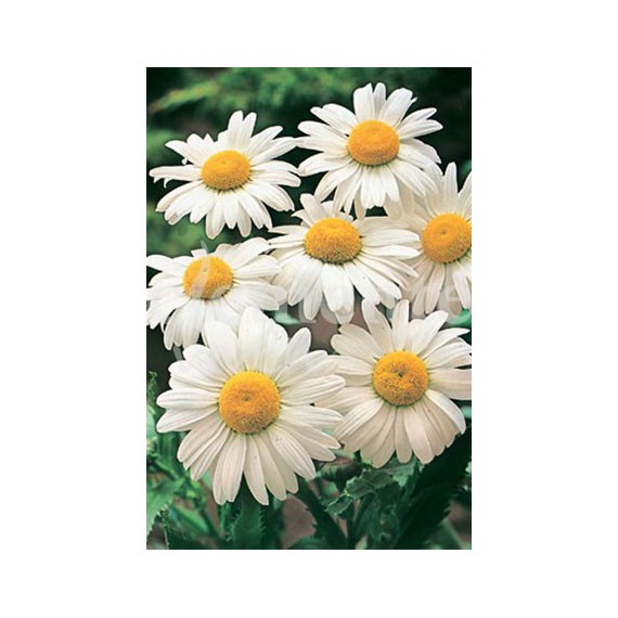 Semillas de Crisantemo Leucanthemum