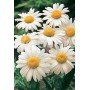 Semillas de Crisantemo Leucanthemum