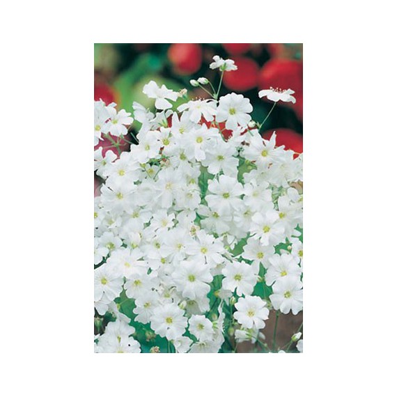 Semillas de Gipsófila Elegans Blanca