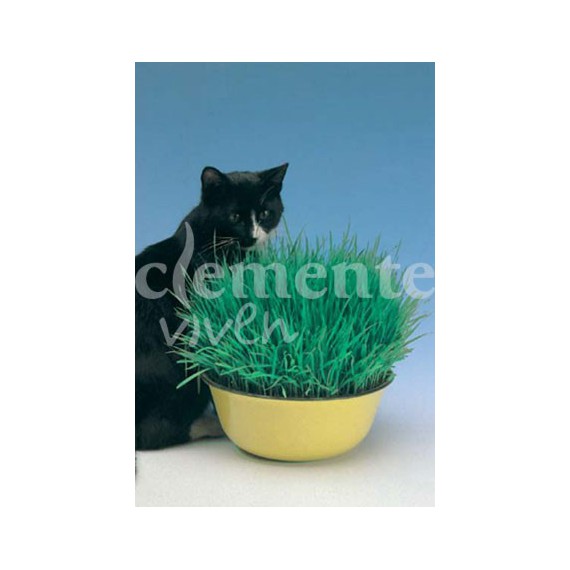 Semillas de Hierba de Gato