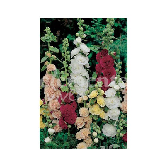 Semillas de Malva Real Variada