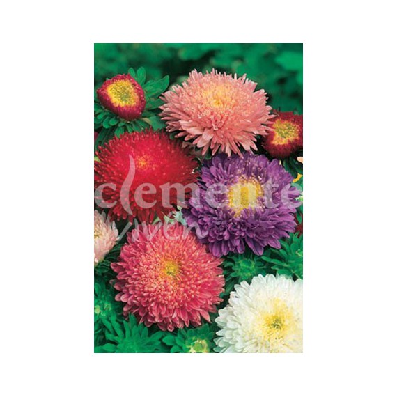 Semillas de Reina Margarita Princesa Variada
