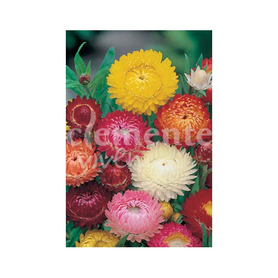 Semillas de Siempreviva Variada