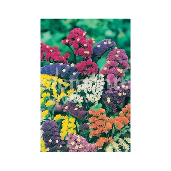 Semillas de Statice Variado