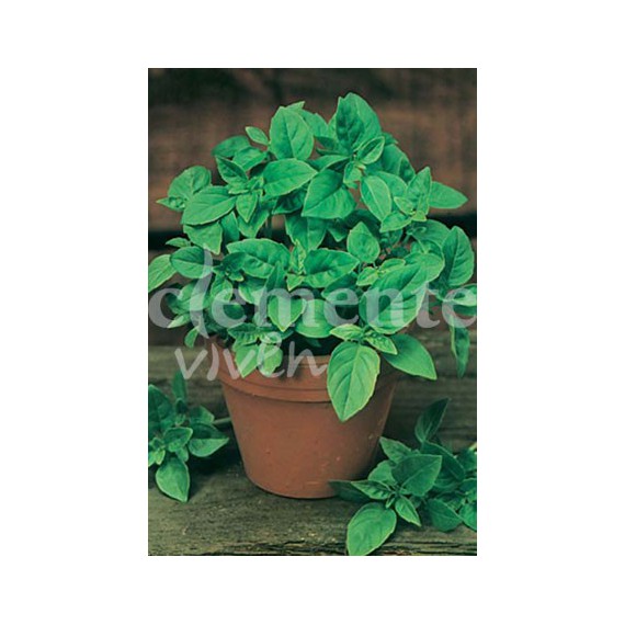 Semillas de Albahaca Amarga