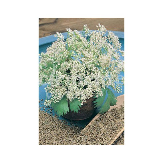 Semillas de Anís Dulce